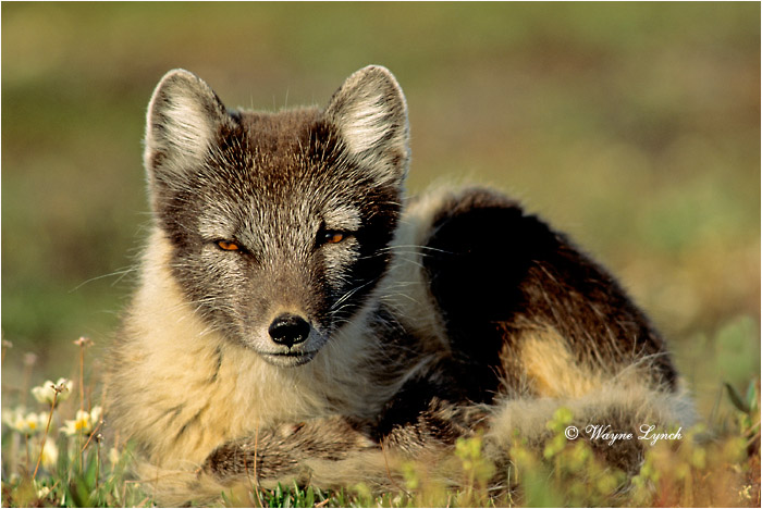 Arctic Fox 111 by Dr. Wayne Lynch &copy;